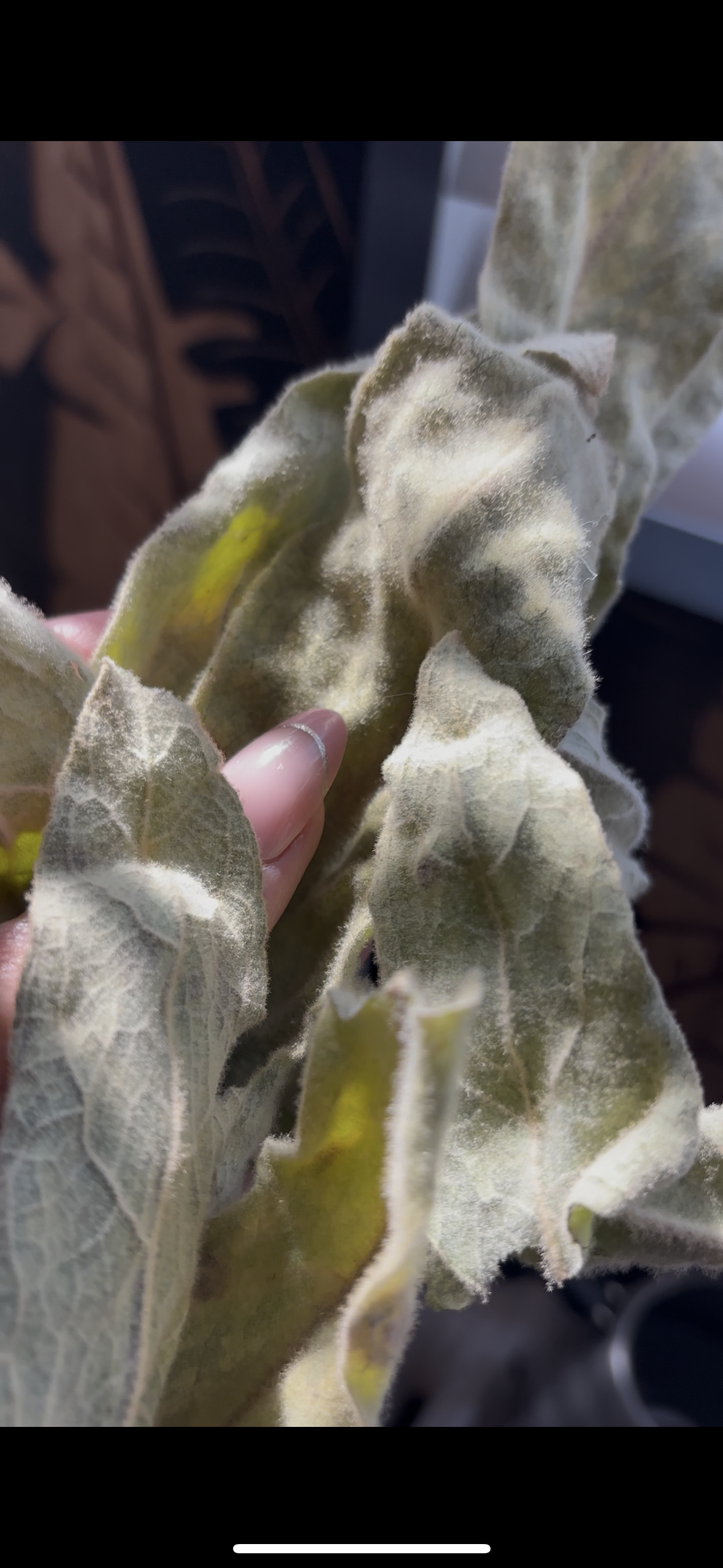 Mullein Leave cut and sifted